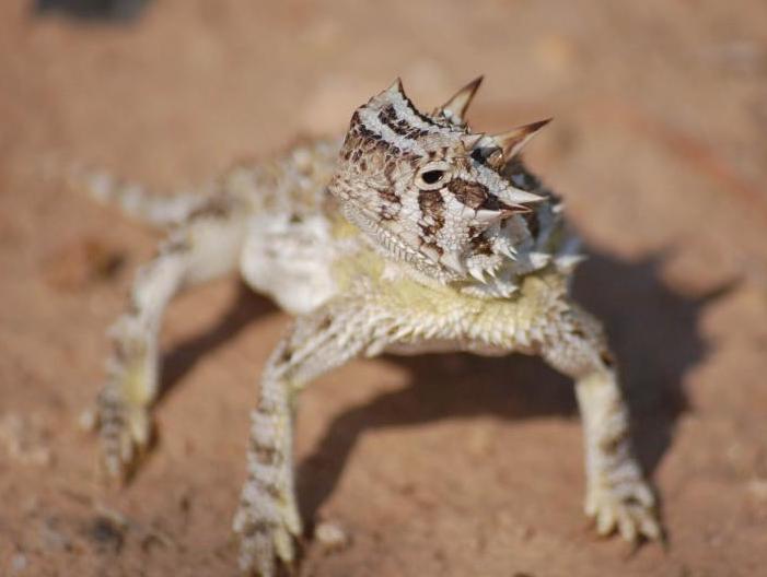 hornytoad